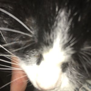 Meet your Posher, Wayne